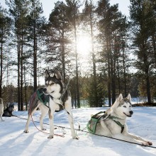 Gold of Lapland in beeld