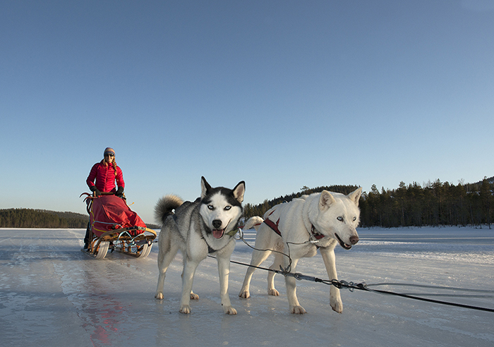 huskies gold of lapland